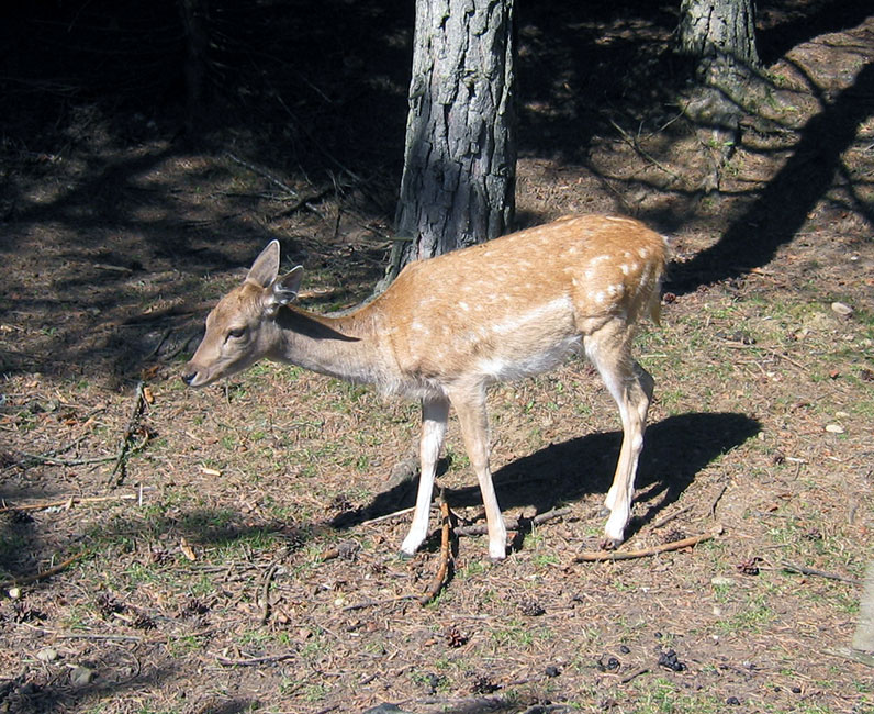 Seefeld_030